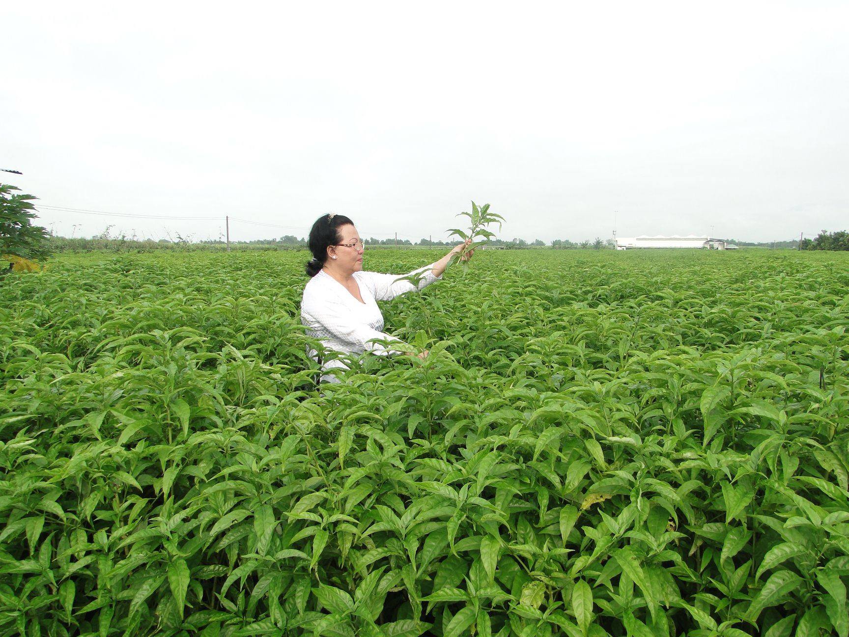 Người chuyên trồng cây Hoàn Ngọc tại Tây Ninh