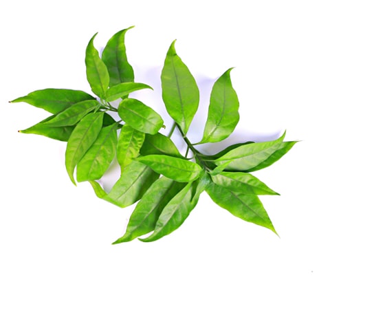 Công dụng cây Hoàn Ngọc hay còn được gọi là cây Xuân Hoa