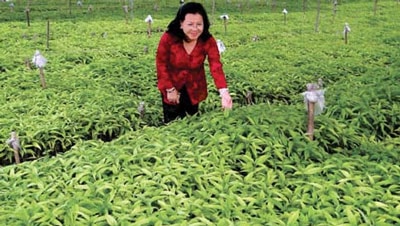 Người viết lên cổ tích về Cây HOÀN NGỌC